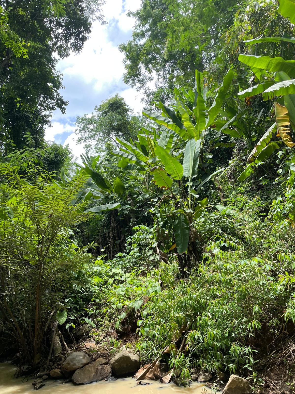 Dense Northern Thai jungle terrain rising above a shallow stream.